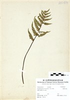 藏品(毛囊紫柄蕨)的圖片